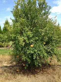 SN Pomegranate Trees - Azadi FRUIT COLLECTION