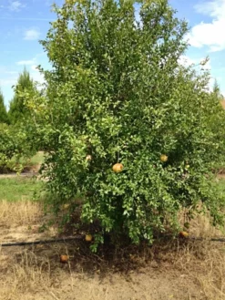 SN Pomegranate Trees - Sirenevyi
