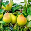 SN FRUIT COLLECTION Pear Trees - Baldwin