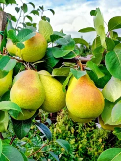 SN FRUIT COLLECTION Pear Trees - Baldwin