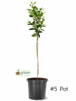 SN Pear Trees - Bartlett