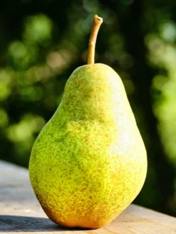 SN Pear Trees - Bartlett