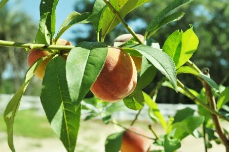 SN Peach Trees - Belle Of Georgia