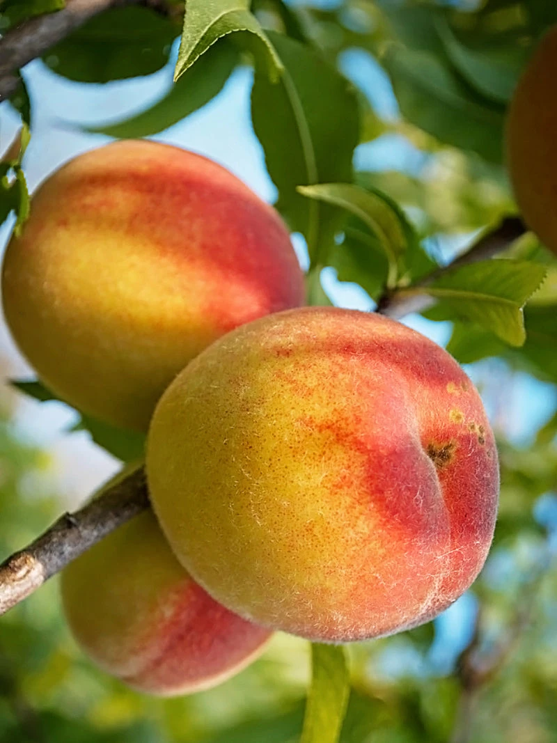 SN Peach Trees - Belle Of Georgia