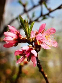 SN Peach Trees - Belle Of Georgia