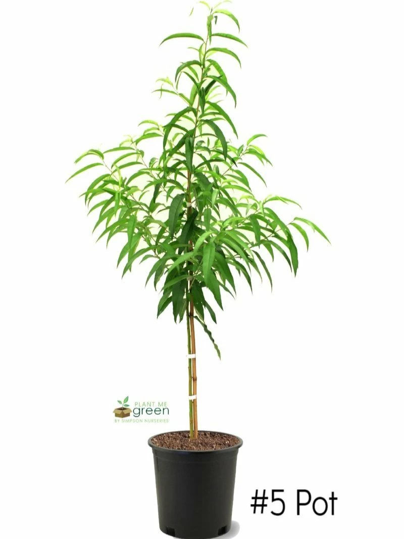 SN Peach Trees - Belle Of Georgia