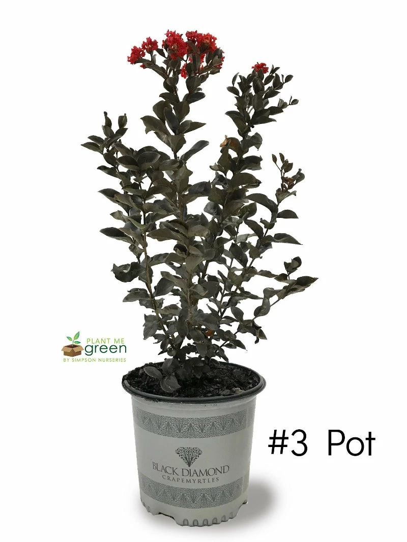 SN Crape Myrtle - Black Diamond Crimson Red FLOWERING COLLECTION