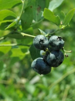 SN Blueberry - Austin (Rabbit Eye)