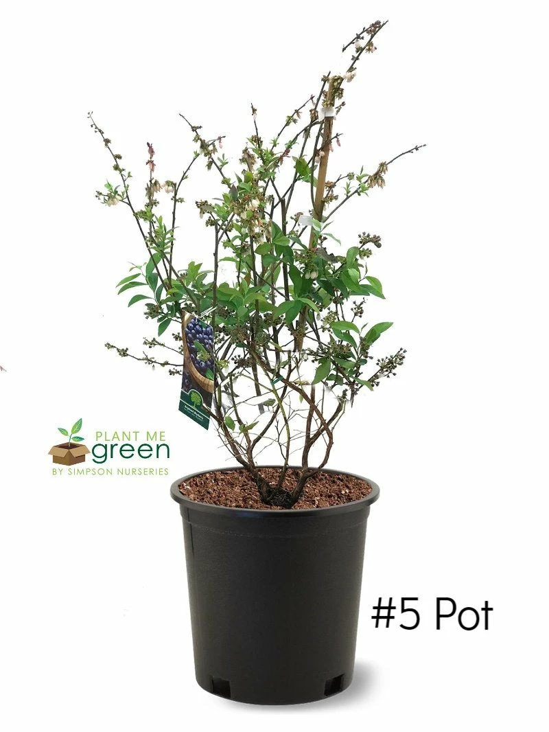 SN Blueberry - Brightwell (Rabbit Eye)