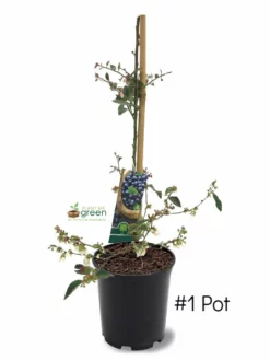 SN Blueberry - Brightwell (Rabbit Eye)