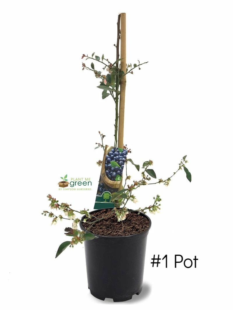 SN Blueberry - Brightwell (Rabbit Eye)