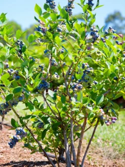 SN Blueberries Blueberry - DeSoto (Rabbit Eye)