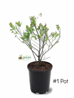 SN Blueberries Blueberry - Premier (Rabbit Eye)