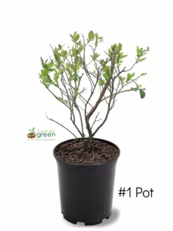 SN Blueberries Blueberry - Powder Blue (Rabbit Eye)