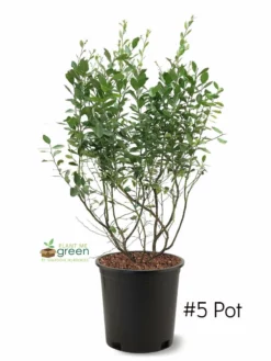 SN Blueberries Blueberry - Powder Blue (Rabbit Eye)