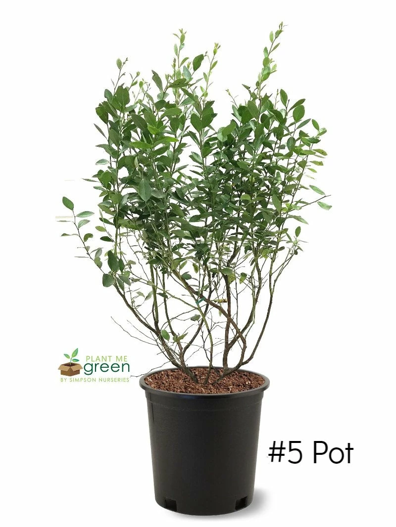 SN Blueberries Blueberry - Powder Blue (Rabbit Eye)