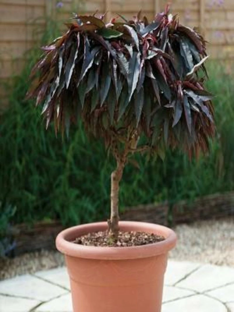 SN FRUIT COLLECTION Peach Trees - Dwarf Bonfire Patio Peach