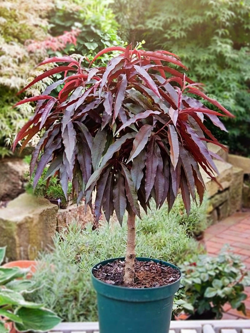 SN FRUIT COLLECTION Peach Trees - Dwarf Bonfire Patio Peach