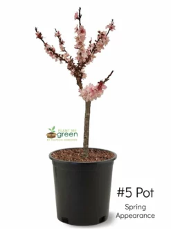 SN FRUIT COLLECTION Peach Trees - Dwarf Bonfire Patio Peach