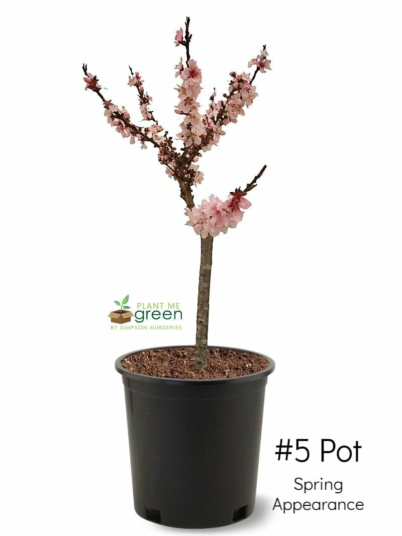SN FRUIT COLLECTION Peach Trees - Dwarf Bonfire Patio Peach