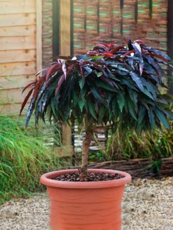 SN FRUIT COLLECTION Peach Trees - Dwarf Bonfire Patio Peach