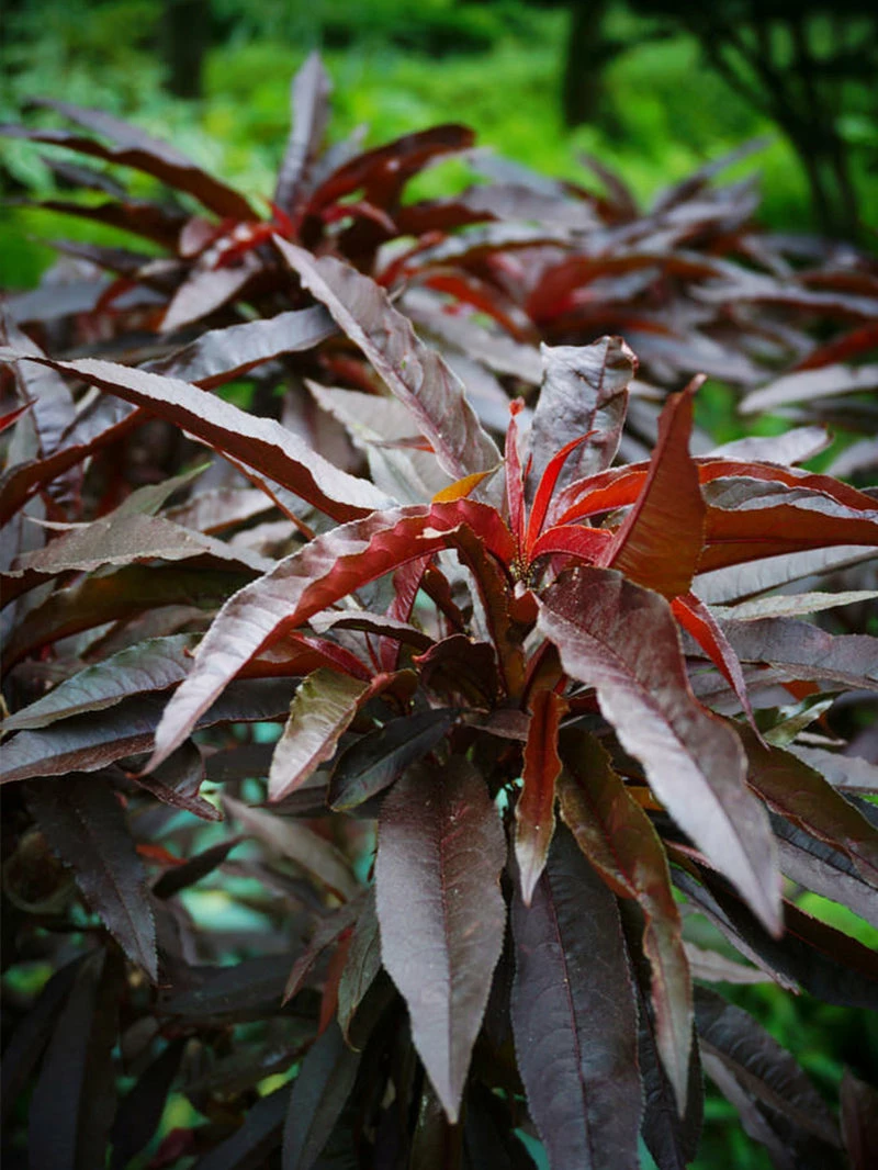 SN FRUIT COLLECTION Peach Trees - Dwarf Bonfire Patio Peach