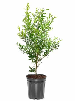 SN Bottlebrush - Red Cluster FLOWERING COLLECTION