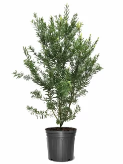 SN Bottlebrush - Red Cluster FLOWERING COLLECTION