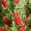 SN Bottlebrush - Red Cluster FLOWERING COLLECTION