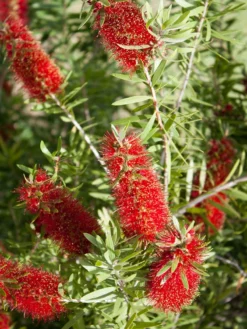 SN Bottlebrush - Red Cluster FLOWERING COLLECTION