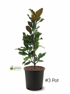 SN Magnolia - Bracken Brown Beauty (Southern)