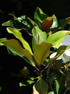SN Magnolia - Bracken Brown Beauty (Southern)