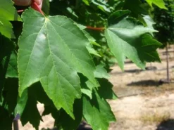 SN Maple - Brandywine