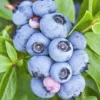 SN Blueberry - Brigitta (Northern Highbush)