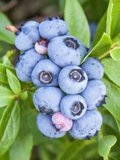 SN Blueberry - Brigitta (Northern Highbush)