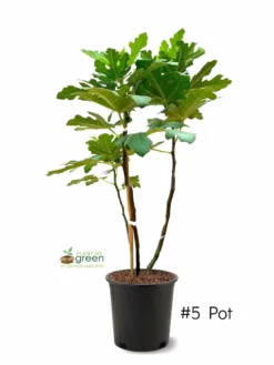 SN FRUIT COLLECTION Fig Trees - Brown Turkey