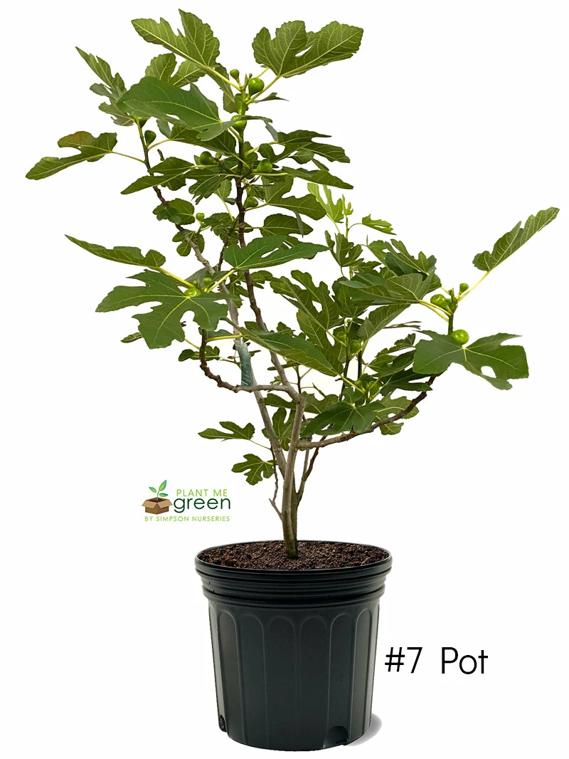 SN FRUIT COLLECTION Fig Trees - Brown Turkey