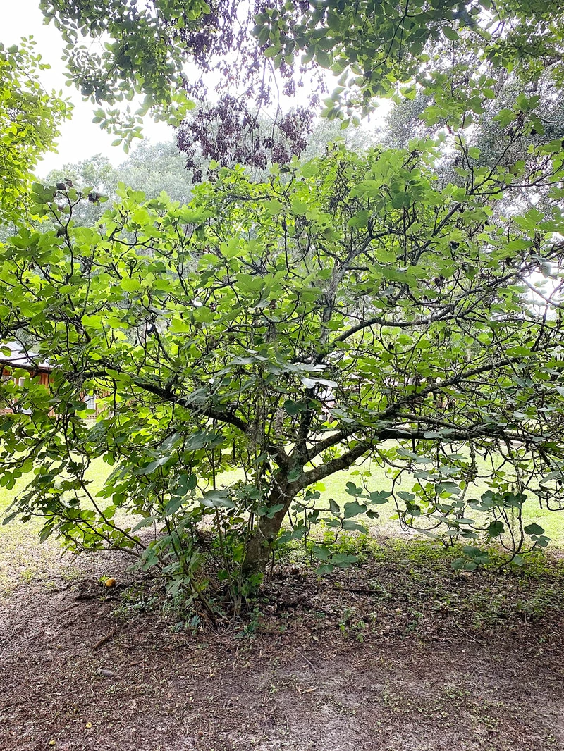SN FRUIT COLLECTION Fig Trees - Brown Turkey