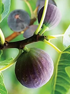 SN FRUIT COLLECTION Fig Trees - Brown Turkey