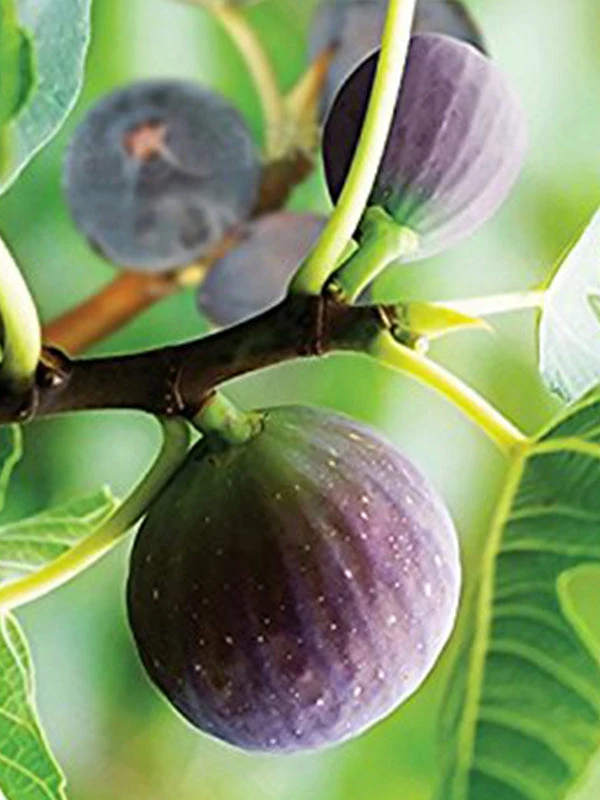 SN FRUIT COLLECTION Fig Trees - Brown Turkey