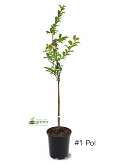 SN Plum Trees - Bruce FRUIT COLLECTION