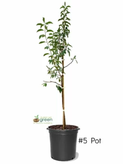 SN Plum Trees - Bruce FRUIT COLLECTION