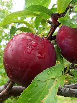 SN Plum Trees - Bruce FRUIT COLLECTION