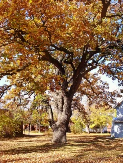 Plant Me Green Oak - Bur
