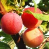 SN FRUIT COLLECTION Plum Trees - Burbank