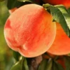 SN Peach Trees - Caroking
