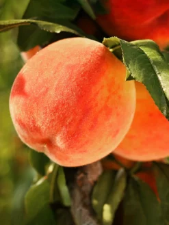 SN Peach Trees - Caroking