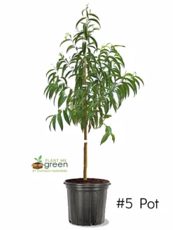 SN Peach Trees - Carolina Gold