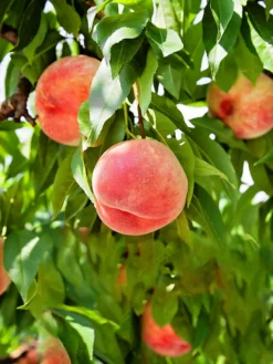SN Peach Trees - Carolina Gold