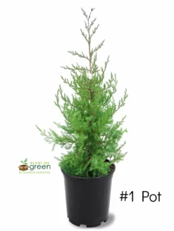 SN Fast-Growing Privacy Trees Cedar - Eastern Red